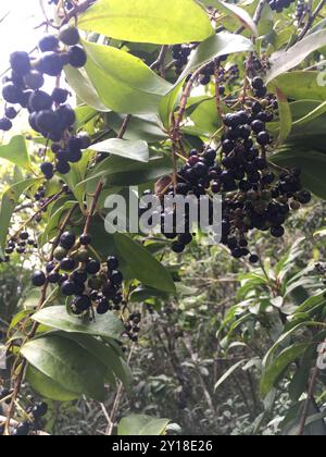 Marlberry (Ardisia escallonioides) Plantae Stockfoto