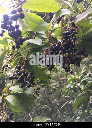 Marlberry (Ardisia escallonioides) Plantae Stockfoto