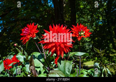 Die Dahlia (Name, Hapet Red Jack) im Dahliengarten Baden Baden nahe der lichtentaler Gasse. Baden-Baden, Baden Württemberg, Deutschland Stockfoto