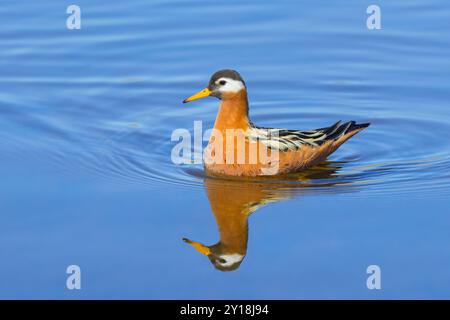 Rote Phalarope / graue Phalarope (Phalaropus fulicarius / Tringa fulicaria) weiblich im Zuchtgefieder schwimmend im Teich im Frühjahr, Svalbard, Norwegen Stockfoto