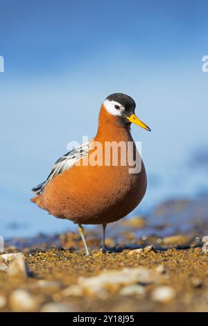 Rote Phalarope / graue Phalarope (Phalaropus fulicarius / Tringa fulicaria) weiblich im Zuchtgefieder auf der Tundra im Frühjahr, Svalbard, Norwegen Stockfoto