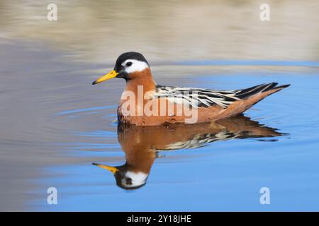 Rote Phalarope / graue Phalarope (Phalaropus fulicarius / Tringa fulicaria) weiblich im Zuchtgefieder schwimmend im Teich im Frühjahr, Svalbard, Norwegen Stockfoto