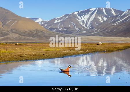 Rote Phalarope / graue Phalarope (Phalaropus fulicarius) weiblich im Zuchtgefieder schwimmt im Teich auf der Tundra im Frühjahr/Sommer, Svalbard, Norwegen Stockfoto