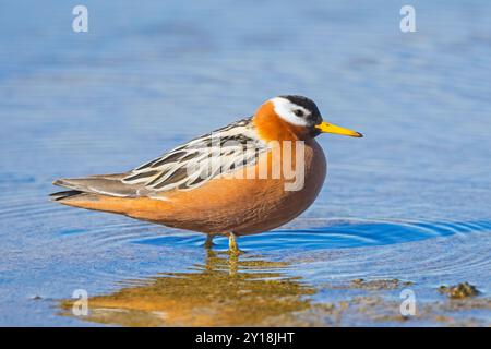 Rote Phalarope / graue Phalarope (Phalaropus fulicarius) weiblich im Zuchtgefieder, das im Frühjahr/Sommer im Teich auf der Tundra ruht, Svalbard, Norwegen Stockfoto