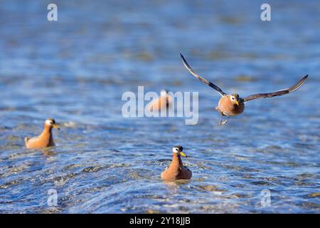 Rote Phalarope / graue Phalarope (Phalaropus fulicarius) Männchen und Weibchen im Zuchtgefieder im Fluss auf der Tundra im Frühjahr, Svalbard, Norwegen Stockfoto