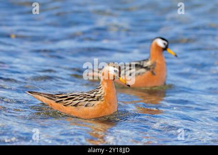 Roter Phalarope/grauer Phalaropus (Phalaropus fulicarius) Paar, männlich und weiblich im Zuchtgefieder im Teich auf der Tundra im Frühjahr, Svalbard, Norwegen Stockfoto