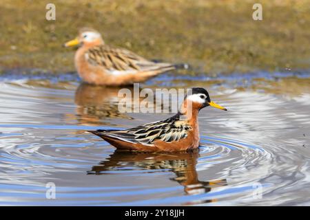 Roter Phalarope/grauer Phalaropus (Phalaropus fulicarius) Paar, weiblich und männlich im Zuchtgefieder im Teich auf der Tundra im Frühjahr, Svalbard, Norwegen Stockfoto