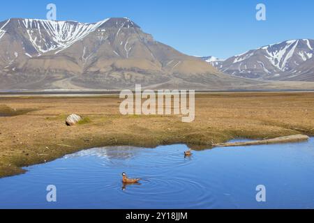 Roter Phalarope/grauer Phalaropus (Phalaropus fulicarius) Paar, weiblich und männlich im Zuchtgefieder im Teich auf der Tundra im Frühjahr, Svalbard, Norwegen Stockfoto