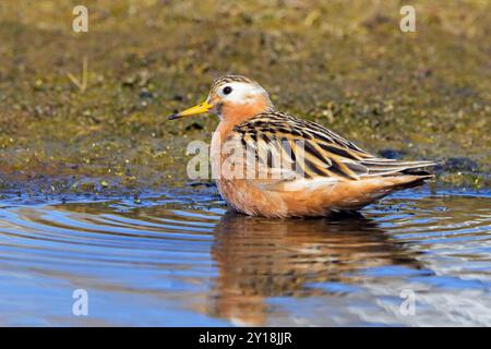 Rote Phalarope / graue Phalarope (Phalaropus fulicarius) männlich im Zuchtgefieder, der im Frühjahr/Sommer im Teich auf der Tundra ruht, Svalbard, Norwegen Stockfoto