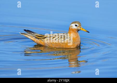 Rote Phalarope / graue Phalarope (Phalaropus fulicarius) männlich im Zuchtgefieder schwimmt im Teich auf der Tundra im Frühjahr/Sommer, Svalbard, Norwegen Stockfoto