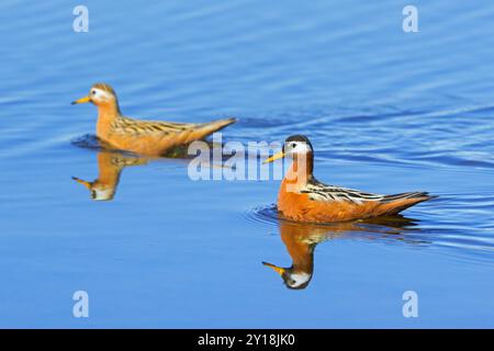 Roter Phalarope/grauer Phalaropus (Phalaropus fulicarius) Paar, weiblich und männlich im Zuchtgefieder im Teich auf der Tundra im Frühjahr, Svalbard, Norwegen Stockfoto