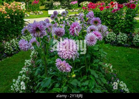 Die Dahlia (Name: Almand's Joy) im Dahliengarten Baden Baden nahe der lichtentaler Allee. Baden Baden, Baden Württemberg, Deutschland Stockfoto