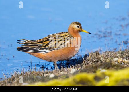 Rote Phalarope / graue Phalarope (Phalaropus fulicarius) männlich im Zuchtgefieder, der im Frühjahr/Sommer im Teich auf der Tundra ruht, Svalbard, Norwegen Stockfoto