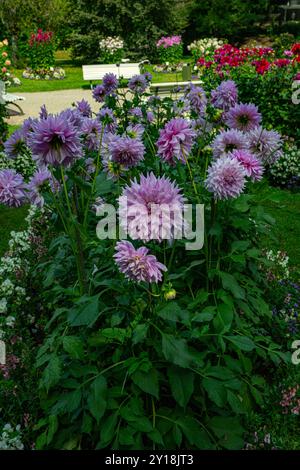 Die Dahlia (Name: Almand's Joy) im Dahliengarten Baden Baden nahe der lichtentaler Allee. Baden Baden, Baden Württemberg, Deutschland Stockfoto