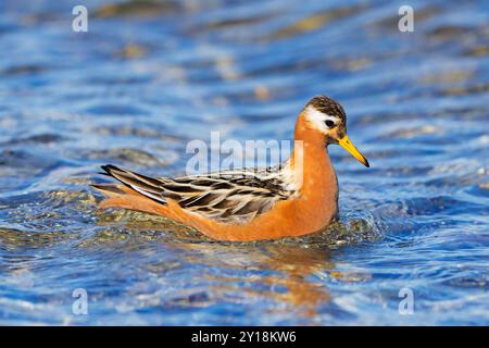 Rote Phalarope / graue Phalarope (Phalaropus fulicarius) männlich im Zuchtgefieder schwimmt im Teich auf der Tundra im Frühjahr/Sommer, Svalbard, Norwegen Stockfoto