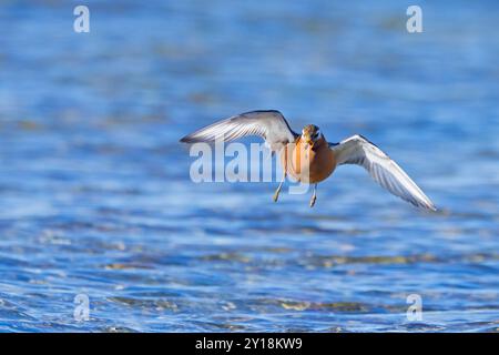 Rote Phalarope / graue Phalarope (Phalaropus fulicarius) männlich im Zuchtgefieder landete im Teich während des Anrufs im Frühjahr/Sommer, Svalbard, Norwegen Stockfoto