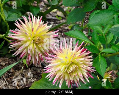 Zwei herrlich zarte Kaktusdahlienblüten von hellgelber Farbe mit purpurroten Strichen auf scharfen Blütenblättern. Wunderschöne Dahlienblumen im Sommergarten Stockfoto