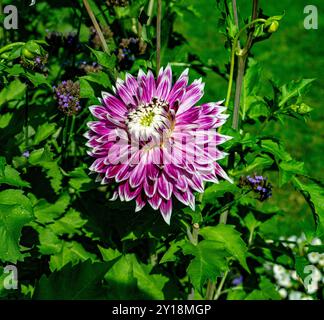 Die Dahlia (Name Vancouver) im Dahliengarten Baden Baden in der Nähe der lichtentaler Gasse. Baden Baden, Baden Württemberg, Deutschland Stockfoto