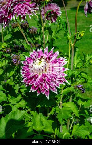 Die Dahlia (Name Vancouver) im Dahliengarten Baden Baden in der Nähe der lichtentaler Gasse. Baden Baden, Baden Württemberg, Deutschland Stockfoto