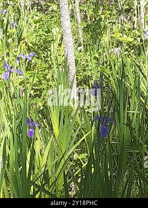 Bartlose Iris (Limniris) Plantae Stockfoto