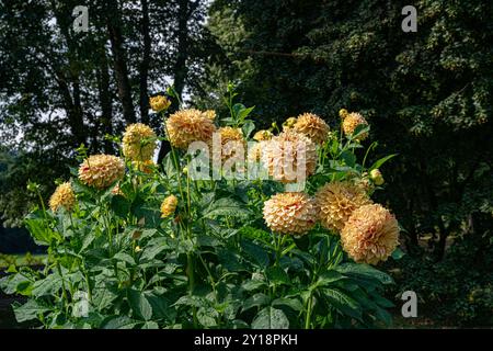 Die Dahlien (Name, Hapet Gloriosa) im Dahliengarten Baden Baden bei der lichtentaler Gasse. Baden Baden, Baden Württemberg, Deutschland Stockfoto