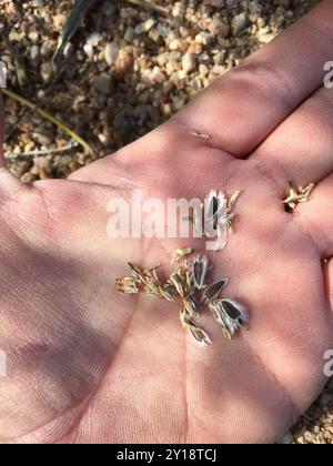 Virgin River Brittlebush (Encelia virginensis) Plantae Stockfoto