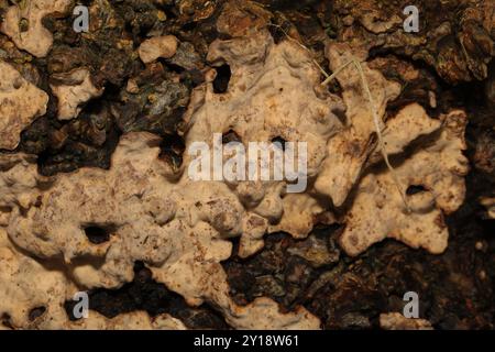 Blattblutungspilze (Stereum rugosum) Stockfoto