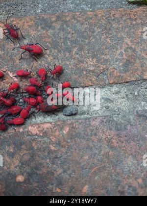 (Leptocoris vicinus) Insecta Stockfoto