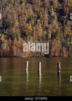 Holzstapel ragen aus dem Wasser. Bäume mit herbstlichen Blättern spiegeln sich im See. Königssee-Ufer. Stockfoto