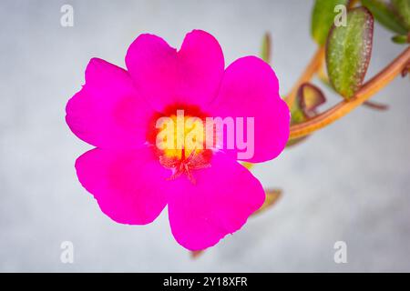 Makrobild einer leuchtend rosafarbenen Blume eines gewöhnlichen Purslane (Portulaca oleracea) Stockfoto