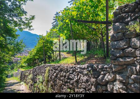 Ummauerter Weinberg in den südlichen Kalkalpen, nördlich von Verona, Italien Stockfoto