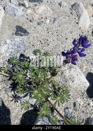 Coulter-Lupine (Lupinus sparsiflorus) Plantae Stockfoto