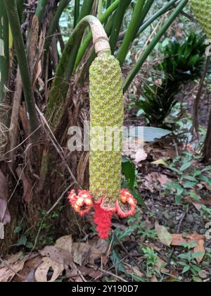 Toquilla Palm (Carludovica palmata) Plantae Stockfoto