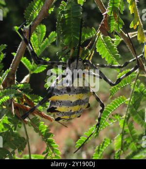 Common Garden Orbweb Spider (Argiope australis) Arachnida Stockfoto