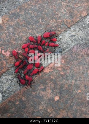 (Leptocoris vicinus) Insecta Stockfoto