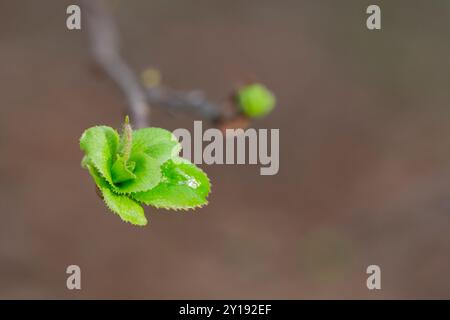 Der Frühling ist gekommen, und die ersten Grün. Die Natur erwacht. Die ersten Blätter an den Ästen auflösen. Green House auf der Fensterbank. Warme Tage. Die Zweige o Stockfoto