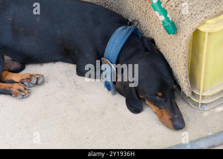Ein schwarz-brauner Hund liegt bequem unter einer Bank, legt seinen Kopf auf die Sandoberfläche und genießt die Wärme der Sonne an einem ruhigen Tag im Freien Stockfoto