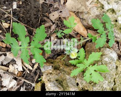 Cellandine Mohn (Stylophorum diphyllum) Plantae Stockfoto