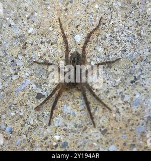 lance Wolf Spinnen (Schizocosa avida) Arachnida Stockfoto