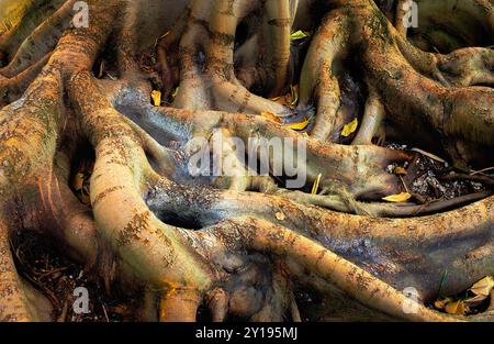 Knorrigen Baumwurzeln Stockfoto