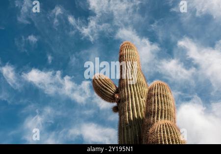 Niedrigwinkelansicht eines Kaktusses vor blauem Himmel Stockfoto