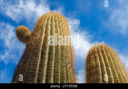Tiefwinkelansicht zweier Kakteen vor blauem Himmel Stockfoto