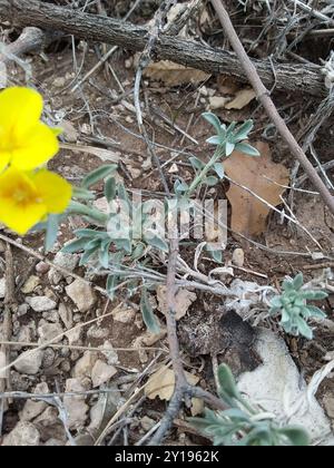 Blasenschoten (Physaria) Plantae Stockfoto