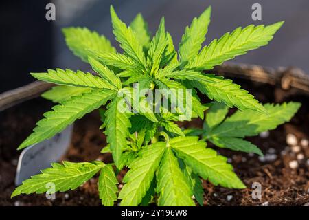 Junge weibliche feminisierte Cannabis Marihuana Pflanze Stockfoto