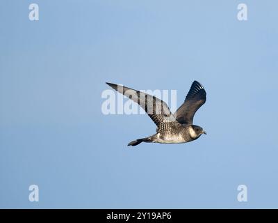 Pomarine skua oder jaeger, Stercorarius pomarinus, Einzelvogel im Flug, Off the Scilly Isles, UK, August 2024 Stockfoto