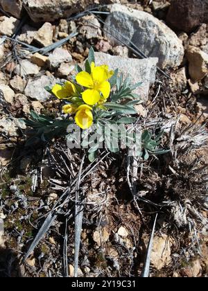 Blasenschoten (Physaria) Plantae Stockfoto