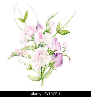 Blüten der duftenden Erbse. Isolierte Abbildung. Strauß von Aquarellen duftenden Erbsenblüten auf weißem Hintergrund. Die Abbildung ist handgezeichnet. Geeignet für Kartendesigns, Textilien und Scrapbooking Stockfoto