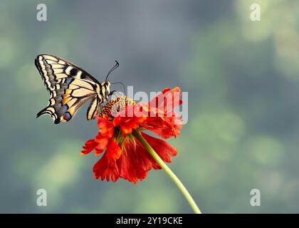 Makro eines Oregons Schwalbenschwanz (papilio bairdii oregonius) Schmetterlings, der sich an einer roten Blume ernährt – Seitenansicht Stockfoto