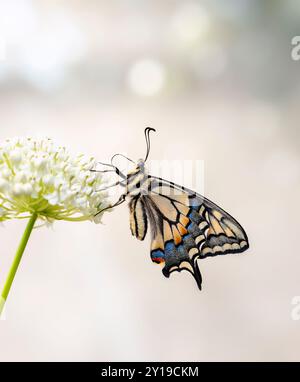 Makro eines Oregon-Schwalbenschwanz-Schmetterlings (papilio bairdii oregonius), der sich von Milchweed (Asklepia incarnata) ernährt Stockfoto