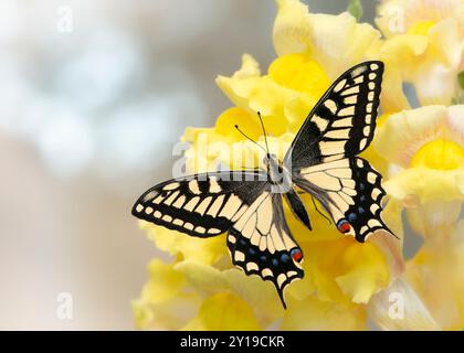 Makro eines Oregon-Schwalbenschwanz-Schmetterlings (papilio bairdii oregonius), der auf gelben snapdragon-Blüten ruht - Flügel ausgebreitet Stockfoto